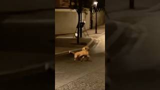 wildanimalsfoxfoxestwo foxes fighting in a streetnature [upl. by Ramraj854]