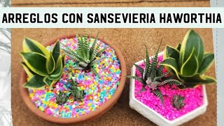 Areglos de SANSEVIERIA y HAWORTHIA [upl. by Enaols]