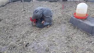 Poultry breeding amrock chicken [upl. by Claudy]