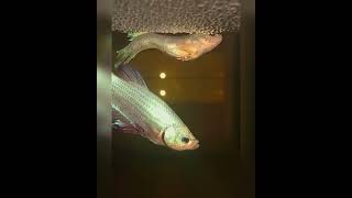 Bettafish breeding betta Hug😍 egg Laying plakat shorts trending [upl. by Haik]