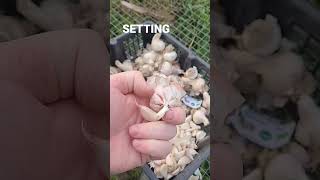 Tips for planting garlic veg garden marketgarden agriculture farm organic tips health [upl. by Lindberg902]