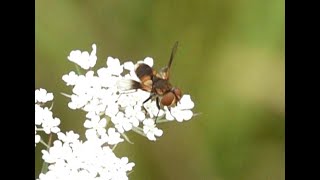 Sluipvlieg Ectophasia crassipennis mannetje [upl. by Margherita]