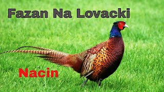 Fazan Na Lovacki Nacin [upl. by Daniyal]