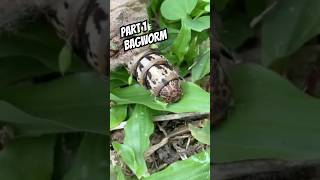 Bagworm bagworm coolinsects bug viralvideo [upl. by Neehsas]