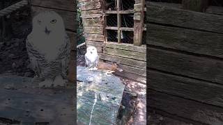 Snowy owl Bubo scandiacus and Southern Red Muntjac Muntiacus muntjak birds [upl. by Losyram228]