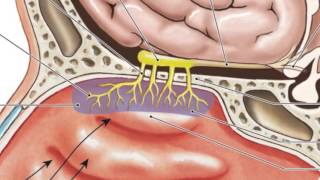 The Science Behind Smell How Your Nose Works [upl. by Benoite]