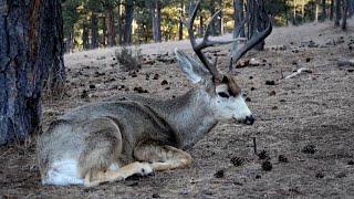 Oregon hunters who get deer elk tested for CWD have chance to win hunting gear [upl. by Doss]