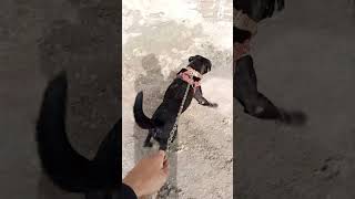 Dog prank videosheru yt [upl. by Aivon420]