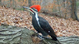 Male Pileated Woodpecker Territorial Call Sound [upl. by Roby]