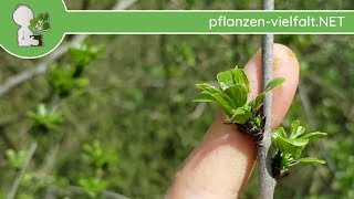 PurgierKreuzdorn  Austrieb  110418 Rhamnus cathartica  BaumStrauchBestimmung [upl. by Azer]