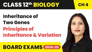 Inheritance of Two Genes  Principles of Inheritance amp Variation  Class 12 Biology Chapter 4  CBSE [upl. by Mook]