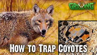 How To Trap Coyotes In 4 Easy Steps  Flat Set 747 [upl. by Gargan]