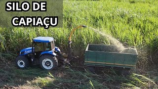 SILAGEM CAPIAÇU COM ENSILADEIRA JF 192 E TRATOR 100CV NEW ROLLAND [upl. by Drareg138]