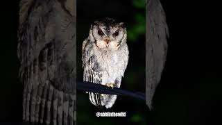 Owl 🤯😵‍💫😮 ytshorts viralvideo viralvideo youtubeshorts trending [upl. by Emmons]