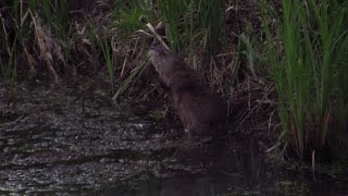 Bizamski štakor  Muskrat  Ondatra zibethicus [upl. by Pleasant412]