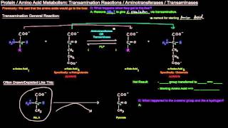 Protein  Amino Acid Metabolism Part 3 of 8  Transamination Reactions and Aminotransferases [upl. by Osmund]