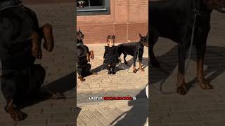 5 Ways to Maximize Your Dobermans Potential Health Training and More [upl. by Ahsauqram]