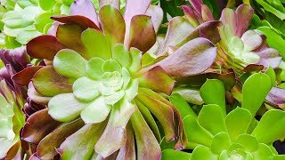 AEONIUM ARBOREUM CARE MADE SIMPLE Joy Us Garden [upl. by Dietsche460]