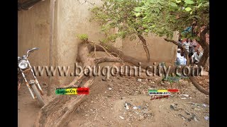 Bougouni  le « Niama » Polio stigma réticulatum arbre sacrée du Banimonotiéde à plus de 500 ans [upl. by Nanaj]