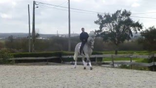 quotVidagoquot Lusitano Stallion  Feb 2016 [upl. by Acinnej]