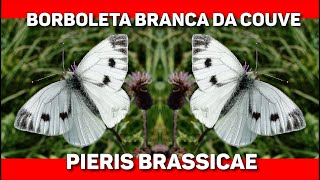 Nascimento da borboleta branca da couve  Pieris brassicae [upl. by Luar]