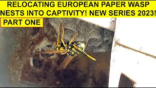 RELOCATING INVASIVE EUROPEAN PAPER WASP NESTS INTO CAPTIVITY NEW SERIES PART 1 POLISTES DOMINULA [upl. by Schulein]