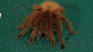 How to Find an Escaped Tarantula  Pet Tarantulas [upl. by Eceinal]