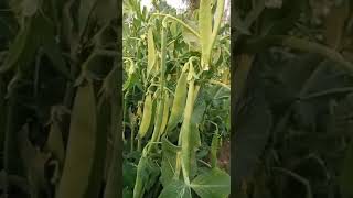 peas agriculture Farmer India agriculture [upl. by Hnib57]