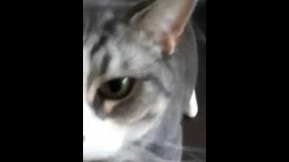 Cat has Focal Seizure [upl. by Efi]