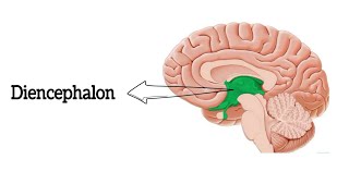 Anatomy of Diencephalon  Thalamus  Hypothalamus  থ্যালামাস  হাইপোথ্যালামাস [upl. by Feinstein30]