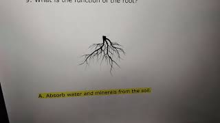 grade 3 science plants and light half yearly revision part 1 [upl. by Eniretac]