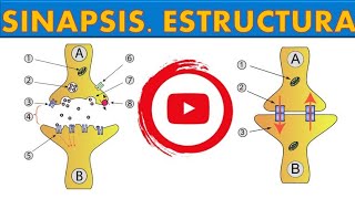 SINAPSIS ESTRUCTURA ¡FÁCIL Y SENCILLO 9 [upl. by Waylon]