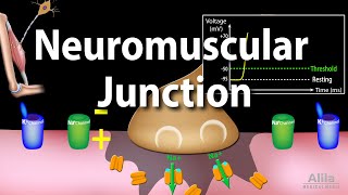 Neuromuscular Junction Animation [upl. by Allevon707]