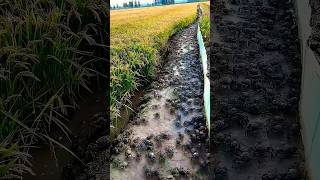 Farmers are smarter than me：Crab farming in rice fields [upl. by Wylma]