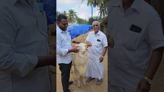 NAIDU SHEEP FARM Contact number 9361165958 2025 BAKRID SHEEPS [upl. by Keli]