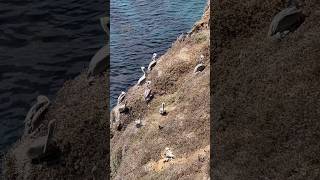 Anacapa Island Channel Islands in California 🏝️🌊🇺🇸 travel california [upl. by Nysila]