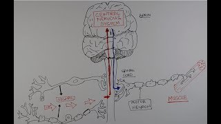 The driving cells of ALS [upl. by Arlen]