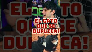 Gato Duplicado Ahora tiene 2 shorts [upl. by Canning]