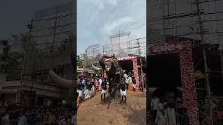 🥰Erattupetta Ayyappan elephantvideo ആനച്ചന്തം [upl. by Noemys]