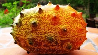 Kiwano  African Horned Melon Growing amp Tasting [upl. by Solly]