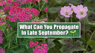 Perennials You Can Still Propagate in Late September [upl. by Quinlan]