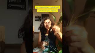 Ti plant propagation ideas in watershortsytyoutubeTiplantpinklivesplantviralfeed viralshort [upl. by Ilysa973]