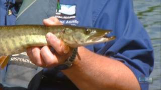 Muskellunge Wisconsins State Fish [upl. by Leahcimaj908]