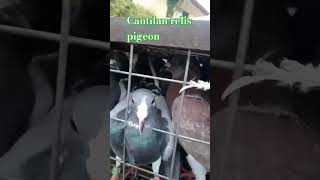 Cantilan race pigeon Surigao del norte clab [upl. by Ydner29]