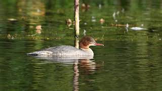 Goosanders at Park Hall Lake 22nd Oct 2024 [upl. by Notxarb]