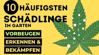 10 häufigsten SCHÄDLINGE beim Cannabis Anbau und wie man sie BEKÄMPFT🕷🪴 [upl. by Gargan86]