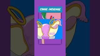 CANAL INGUINAL [upl. by Atirhs]