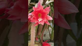 ‎flowerszoneforever Disocactus Ascermannii in beautiful bloom flowerszone flowers shorts [upl. by Aralc]