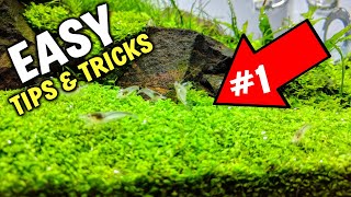 The 1 Tip For Easy Carpeting Plants In Aquarium [upl. by Eelnodnarb]