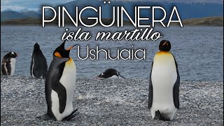 Isla Martillo PINGÜINOS en USHUAIA🏔️ Caminando en la Pingüinera mas Austral de la Patagonia🐥🐣 [upl. by Eudosia266]